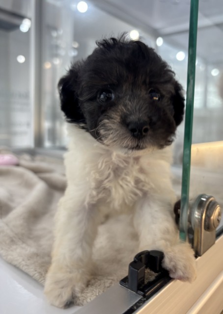 トイプードル(ホワイト＆ブラック) 2025.7.15生まれ 女の子