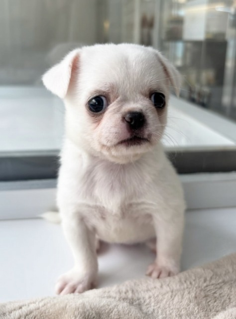 ミックス[チワワ×パグ](ホワイト＆クリーム) 2025.7.20生まれ 女の子