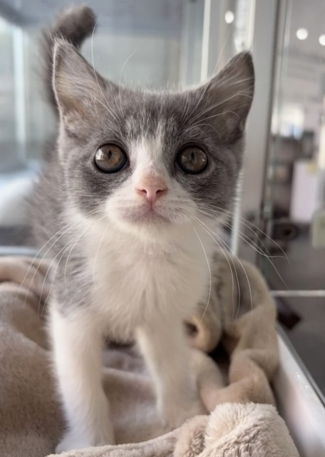 ブリティッシュショートヘア(ブルー＆ホワイト) 2025.7.22生まれ 男の子