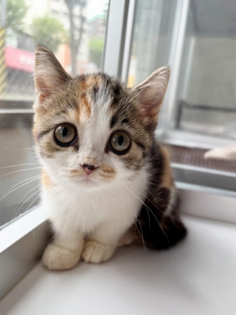 ミヌエット(ブラウンパッチドタビー&ホワイト) 2025.7.24生まれ 女の子