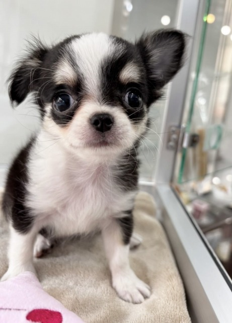 チワワ(ブラックタン＆ホワイト) 2025.7.26生まれ 女の子