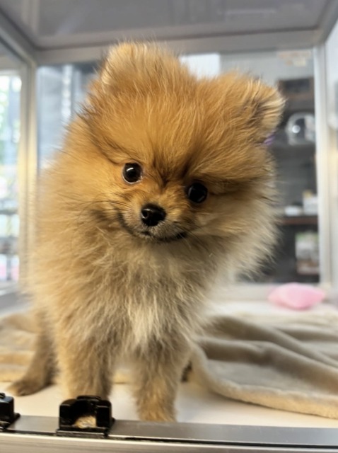 ポメラニアン(オレンジ) 2025.7.8生まれ 女の子