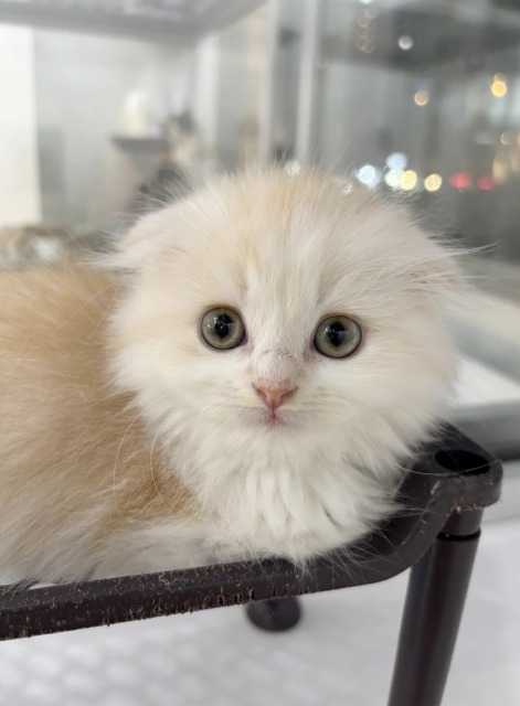 スコティッシュフォールド(クリームタビー&ホワイト) 2025.8.2生まれ 女の子