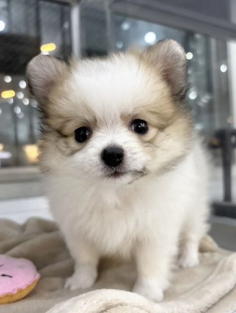 ミックス[ポメラニアン×チワワ](パーティー) 2025.8.5生まれ 女の子