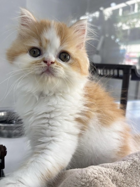 ミヌエット(レッドタビー&ホワイト) 2025.8.4生まれ 女の子