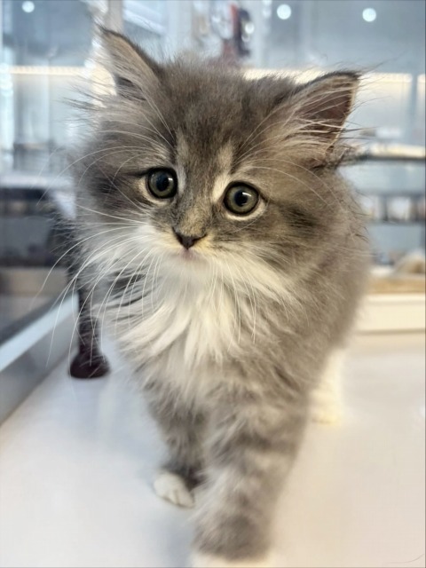 サイベリアン(ブルータビー&ホワイト) 2025.8.10生まれ 女の子