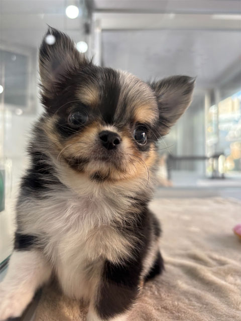 チワワ(ブルーマール) 2025年9月6日生まれ 男の子