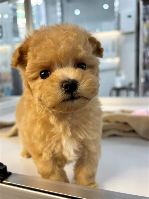 ミックス[トイプードル×マルチーズ](クリーム) 2025.9.9生まれ 女の子