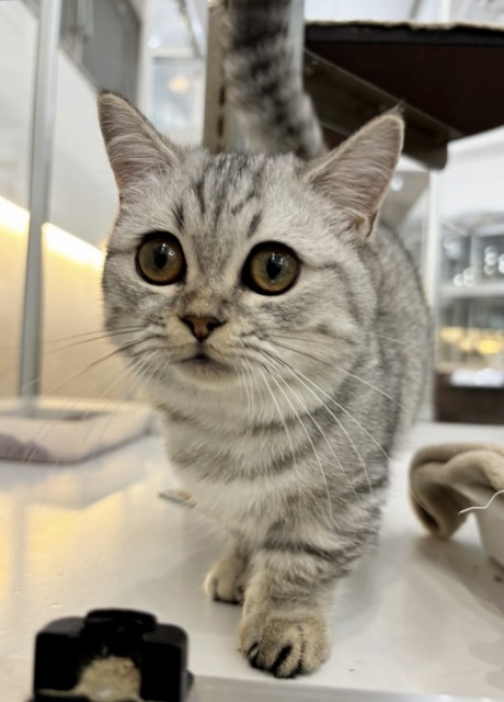 マンチカン(シルバータビー) 2025.6.22生まれ 女の子