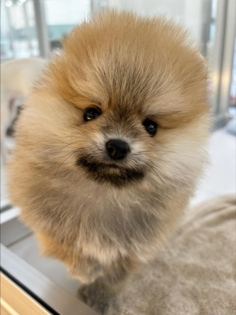 ポメラニアン(オレンジ) 2025.9.19生まれ 女の子
