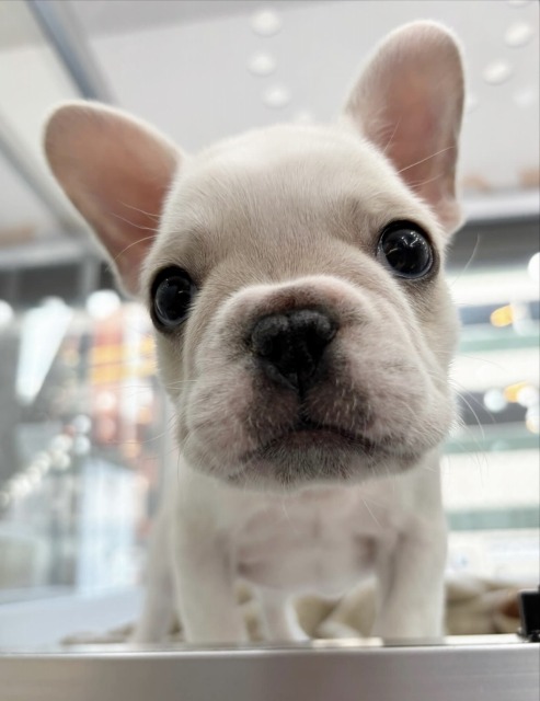 フレンチブルドッグ(ホワイト) 2025.9.21生まれ 女の子
