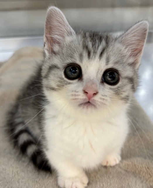 マンチカン(シルバーパッチドタビー&ホワイト) 2025.10.4生まれ 女の子