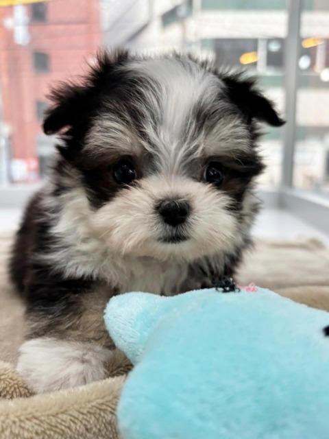 ミックス[チワワ×マルチーズ](ブラックタン&ホワイト) 2025.9.22生まれ 女の子