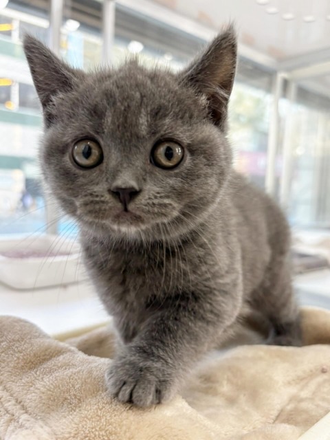 ブリティッシュショートヘア(ブルー) 2025.10.9生 男の子