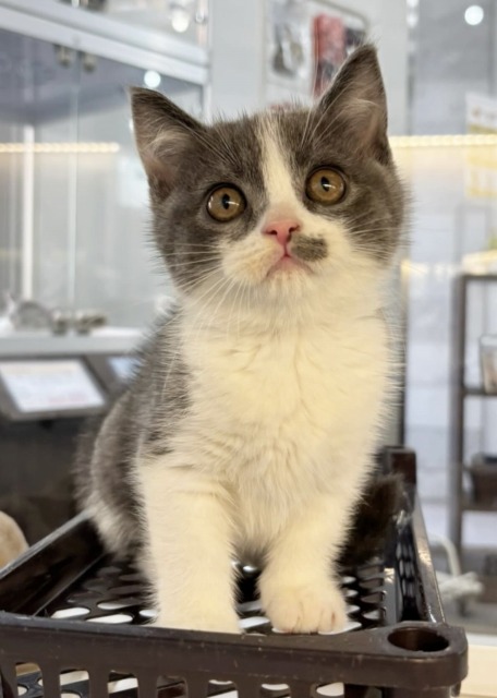 ブリティッシュショートヘア(ブルー&ホワイト) 2025.10.9生まれ 男の子