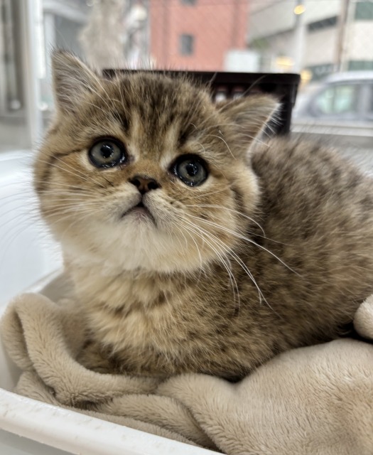 エキゾチックショートヘア(ブラウンマッカレルタビー) 2025.10.15生まれ 男の子