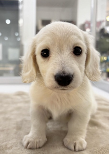 ミニチュアダックスフンド(イエロー) 2025.10.26生まれ 女の子