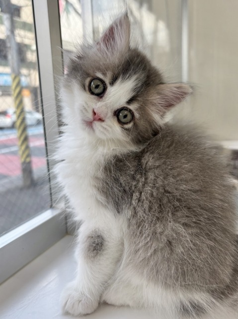 サイベリアン(ブルータビー&ホワイト) 2025.10.31生まれ 男の子