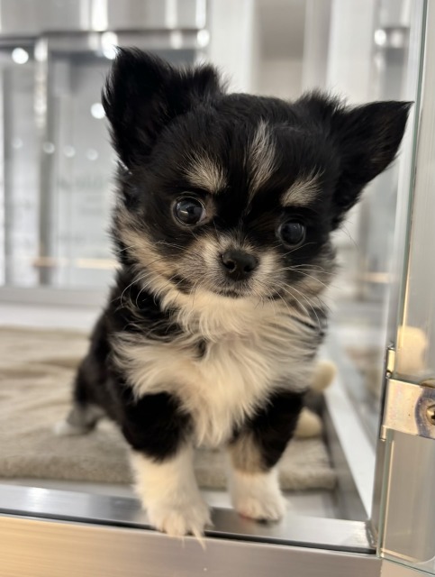 チワワ(ブラックタン&ホワイト) 2025.10.23生まれ 女の子