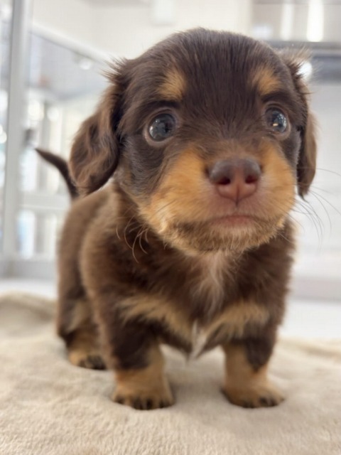 ミックス(チワワ×ミニチュアダックスフンド) 2025.11.11生まれ 男の子