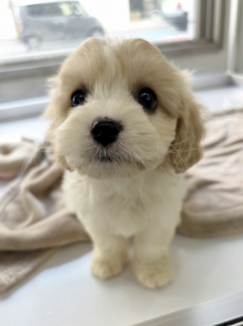 ミックス(キャバリア×ビションフリーゼ) (ブレンハイム) 2025.11.9生まれ 女の子