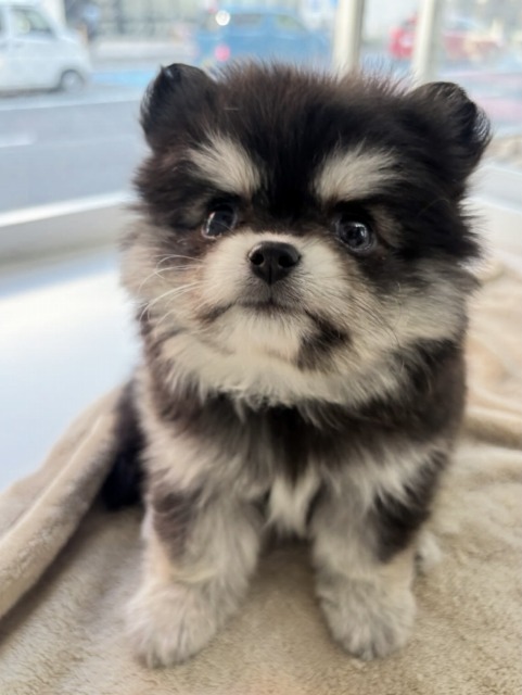 ミックス[ポメラニアン×チワワ](ブラックタン) 2025.11.13生まれ　女の子