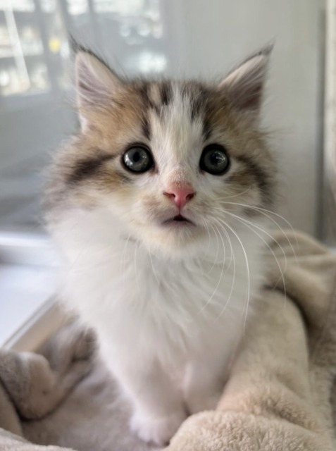 ラガマフィン(ブラウンタビー＆ホワイト) 2025.11.14生まれ　男の子