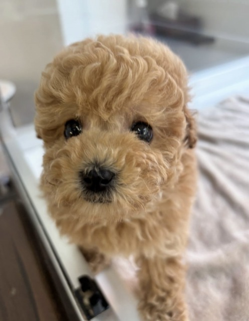 トイプードル(アプリコット) 2025.11.17生まれ 女の子