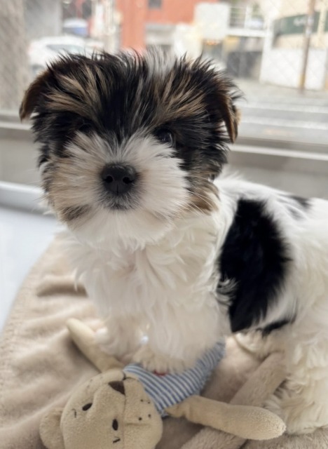 ビューワーテリア(ブラックタン＆ホワイト) 2025.11.21生まれ 男の子