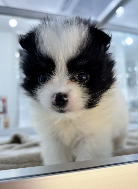 ミックス[チワワ×ポメラニアン](ホワイト＆ブラック) 2025.11.24生まれ 女の子