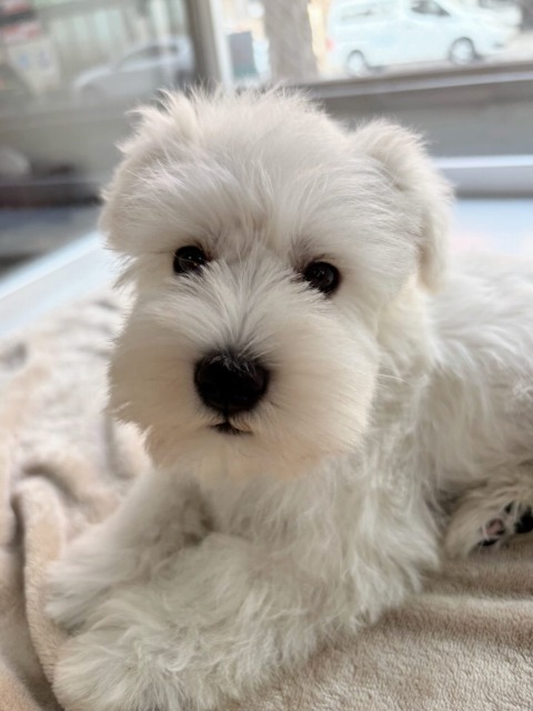 ミニチュアシュナウザー(ホワイト) 2025.11.30生まれ 女の子