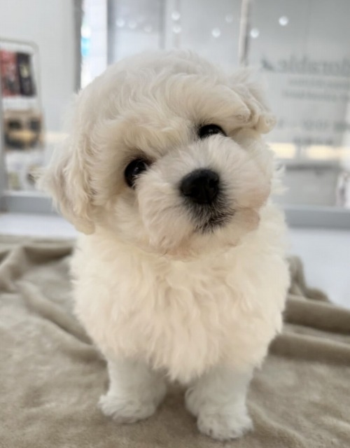 ビションフリーゼ(ホワイト) 2025.12.1生まれ 女の子