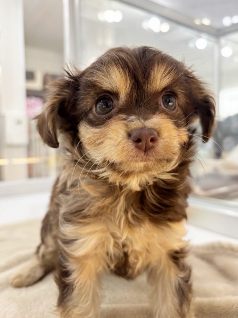 ミックス[チワワ×トイプードル](チョコマール) 2025.12.9生まれ 女の子