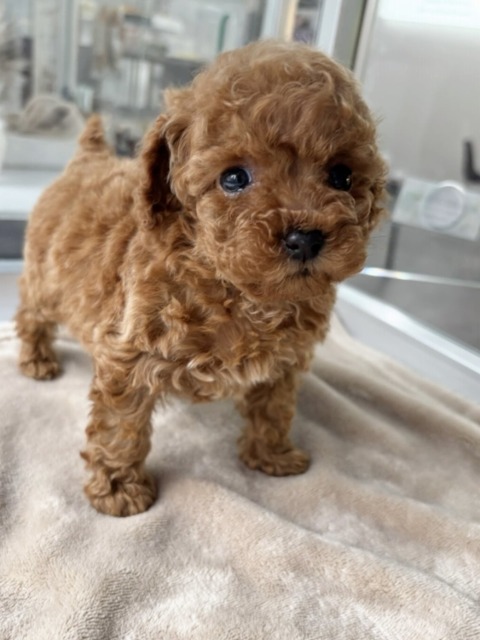 トイプードル(レッド) 2025.12.7生まれ 女の子