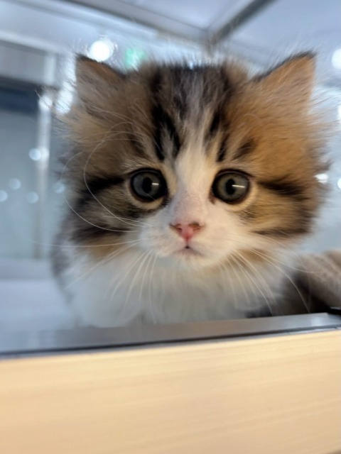 マンチカン(ブラウンタビー＆ホワイト) 2025.12.5生まれ 男の子