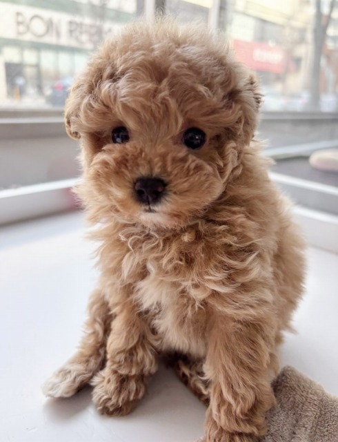 トイプードル(アプリコット) 2025.12.15生まれ 女の子