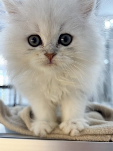 ペルシャ(チンチラシルバー) 2025.12.1生まれ 男の子