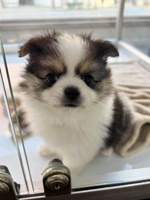 ミックス[チワワ×ポメラニアン](パーティ) 2025.12.15生まれ 女の子