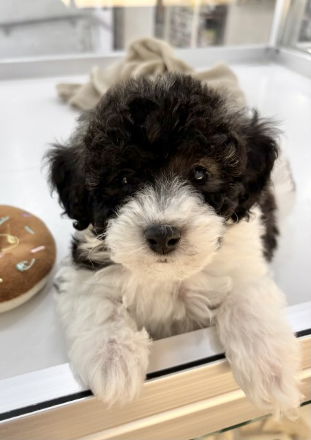 トイプードル(グレー&ホワイト) 2025.12.22生まれ 男の子