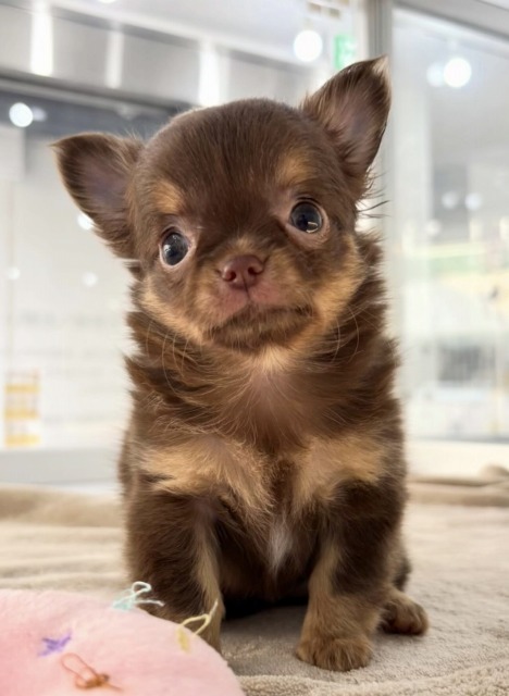チワワ(チョコレート,ホワイト＆タン) 2025.12.6生まれ 女の子