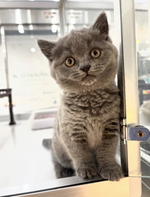 ブリティッシュショートヘア(ブルー) 2025.12.26生まれ 女の子
