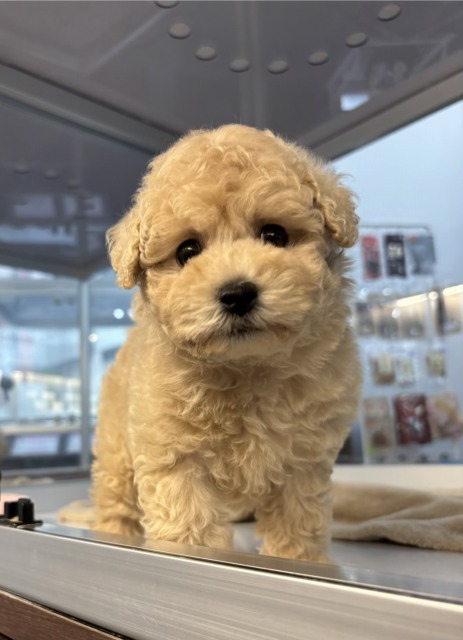 トイプードル(シャンパンゴールド) 2025.12.30生まれ 女の子