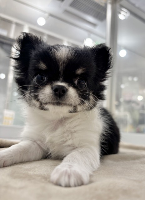 チワワ(ブラックタン&ホワイト) 2025.12.28生まれ 女の子