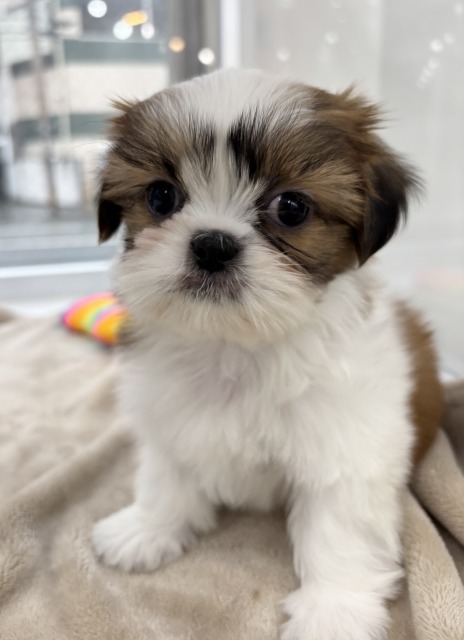 シーズー(ゴールド&ホワイト) 2025.12.30生まれ 女の子