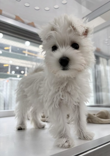 ミックス[マルチーズ×ミニチュアシュナウザー](ホワイト) 2025.12.8生まれ 女の子