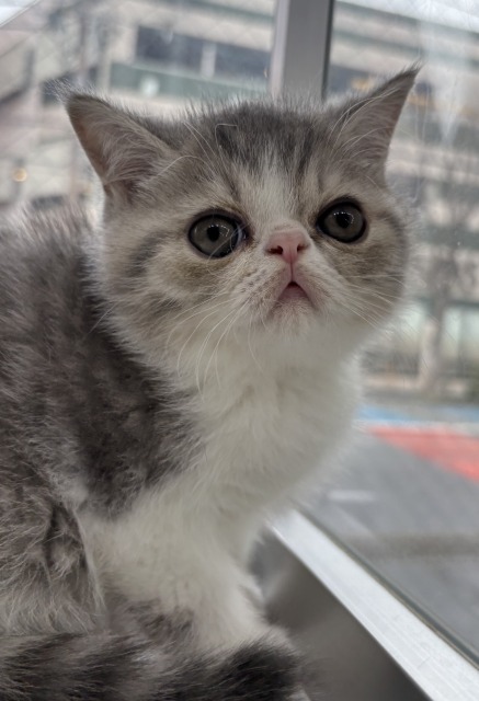 エキゾチックショートヘア(ブルータビー&ホワイト) 2025.12.31生まれ 男の子