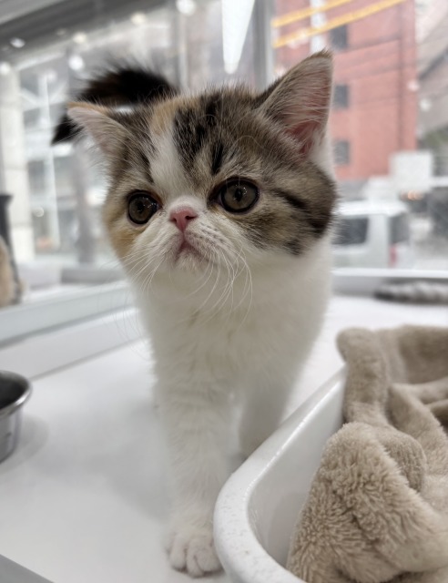 エキゾチックショートヘア(キャリコ) 2025.12.31生まれ 女の子