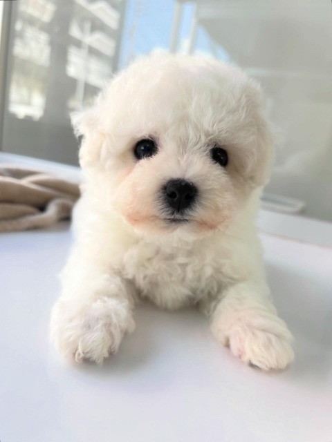 ビションフリーゼ(ホワイト) 2026.1.4生まれ　女の子